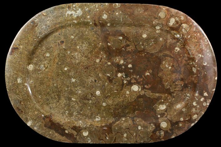 Fossil Orthoceras & Goniatite Oval Plate - Stoneware #140032